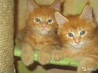 Лот: 7864628. Фото: 1. Котята Мейн-Кун. Кошки, котята