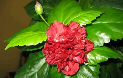 Лот: 20089817. Фото: 1. Гибискус китайская роза. Горшечные растения и комнатные цветы