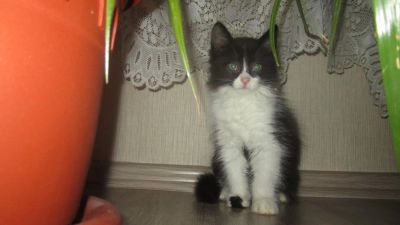 Лот: 6386791. Фото: 1. Котёнок Девочка. Кошки, котята