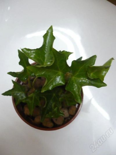 Лот: 38509. Фото: 1. Hedera helix Ivalace. Редкий сорт... Красноярск