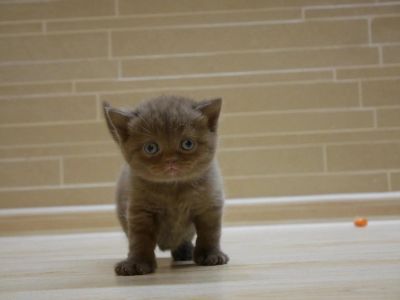 Лот: 6630203. Фото: 1. Продам британских котят цвет циннамон... Кошки, котята