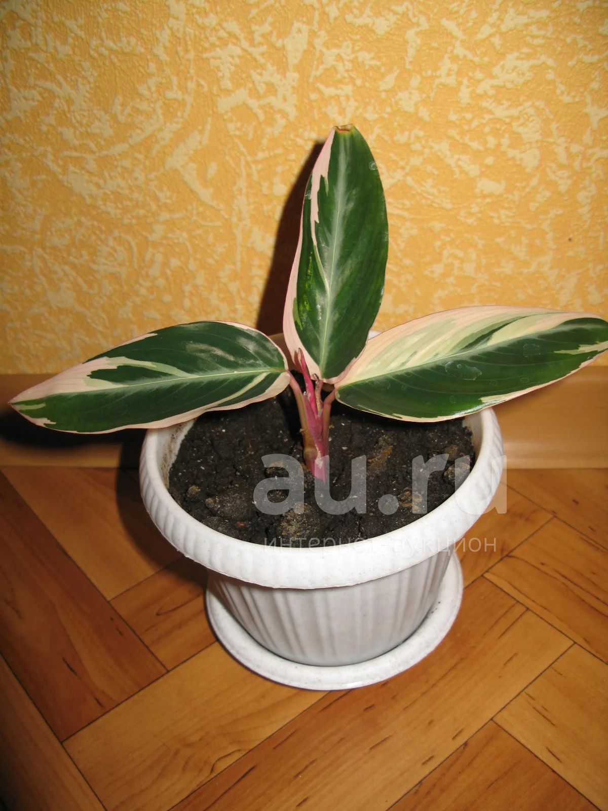 Калатея триостар Calathea Triostar Pink