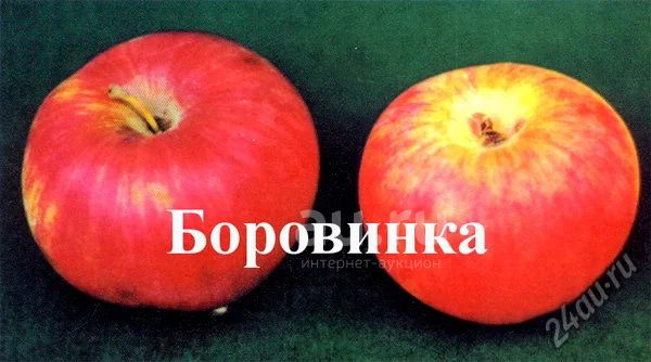 Сорт Боровинка Фото