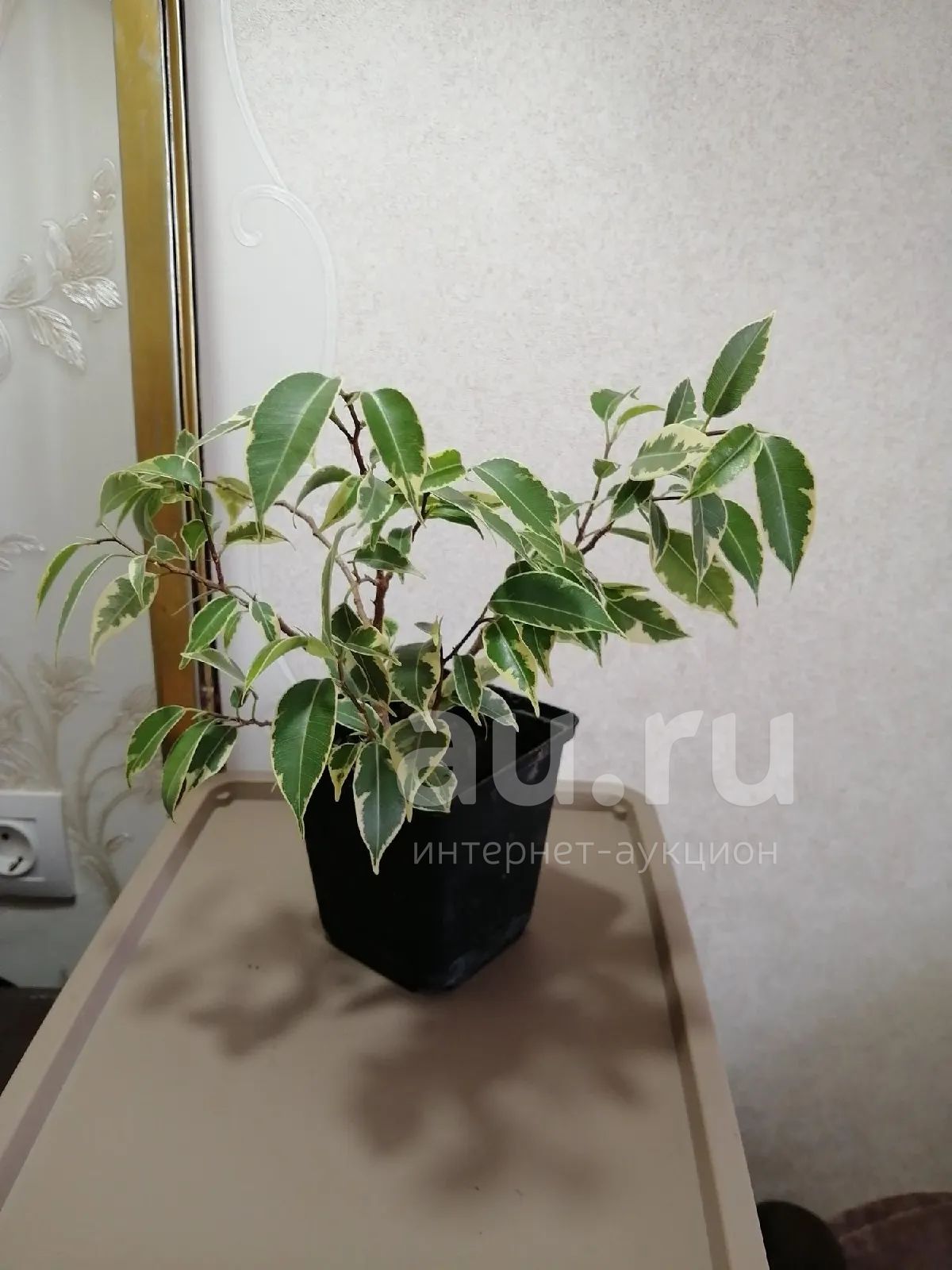 растение фикус бенджамина пестролистный — купить в Красноярске ...