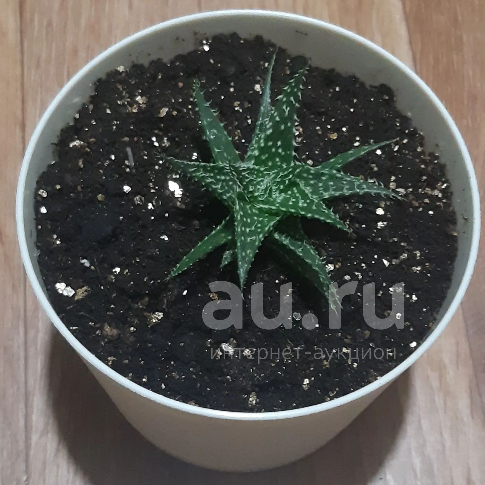 Суккуленты — купить в Красноярске. Горшечные растения и комнатные цветы ...