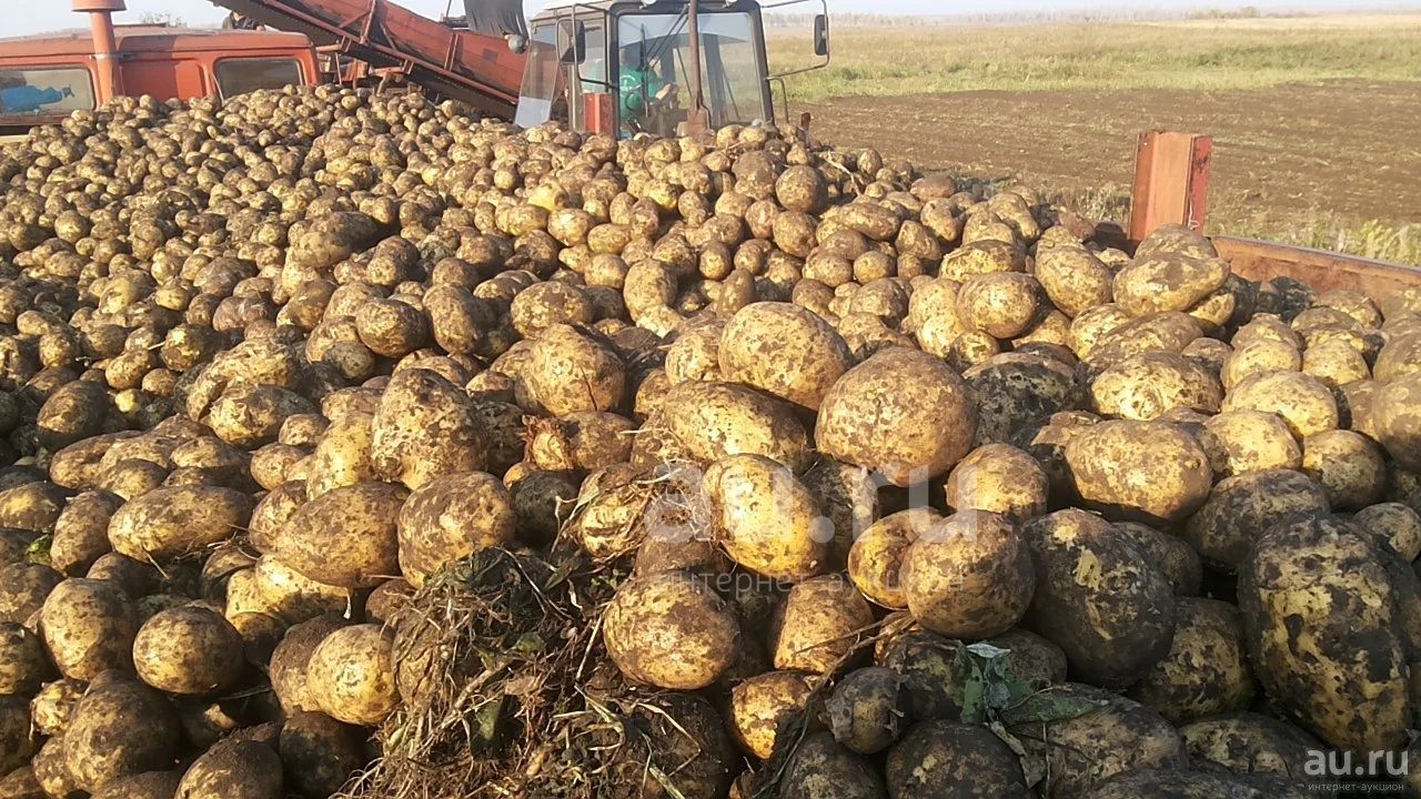 Купить Картофель В Свердловской Области