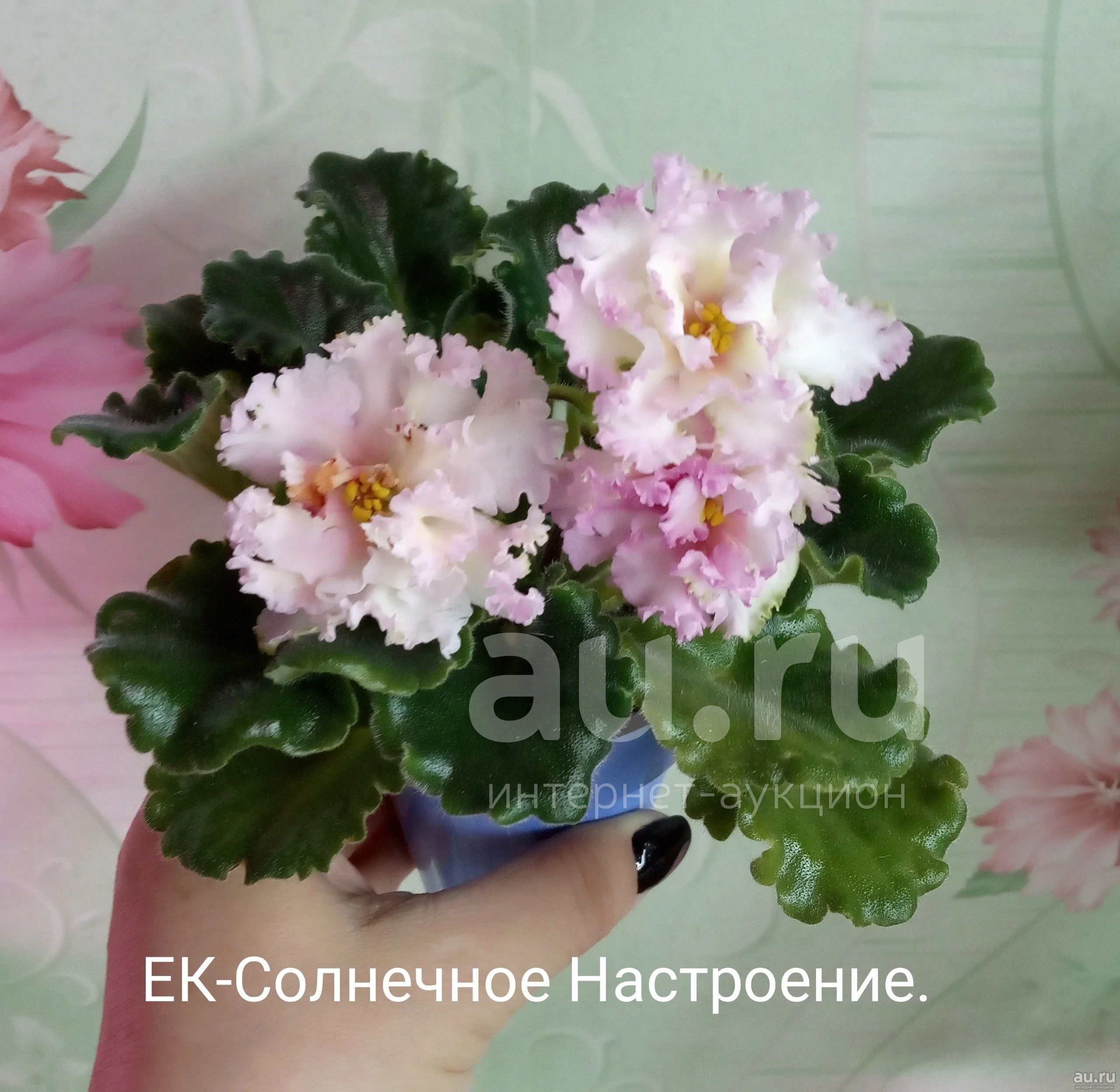 Ек солнечное настроение фиалка фото