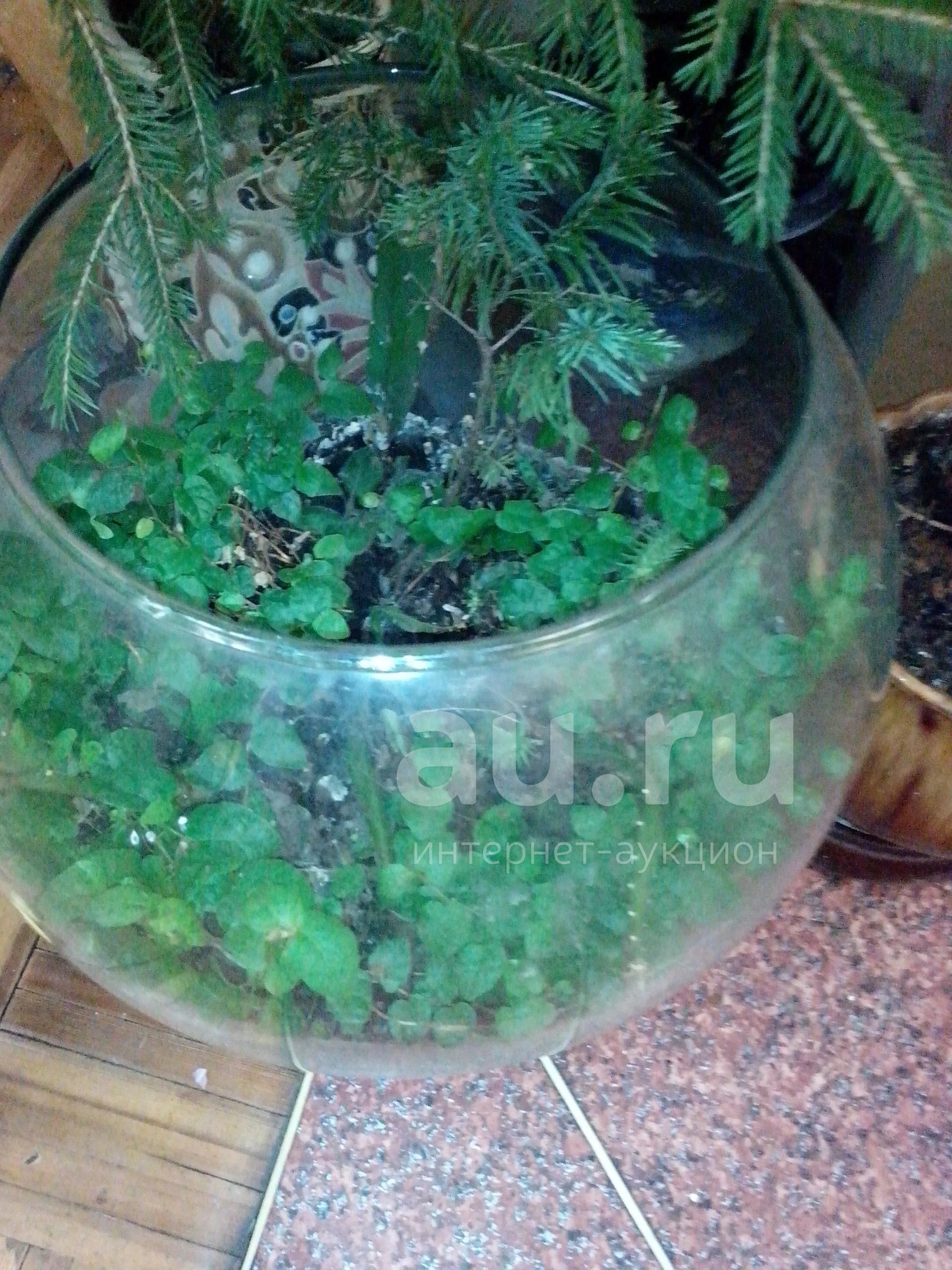 Круглый аквариум ,на ножках .Можно под рыбки см фото — купить в ...
