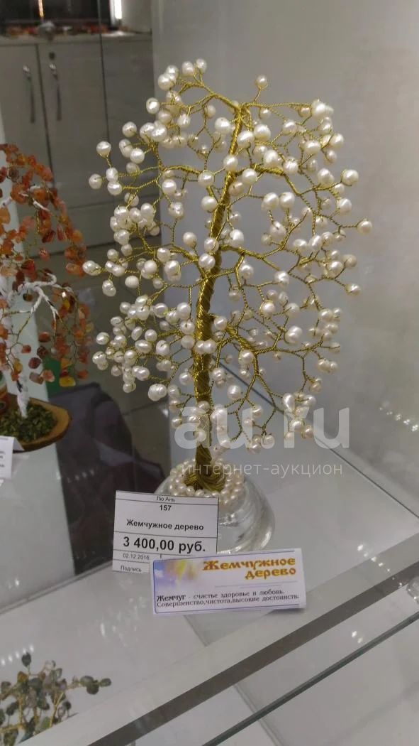 Саньчжушу жемчужное дерево