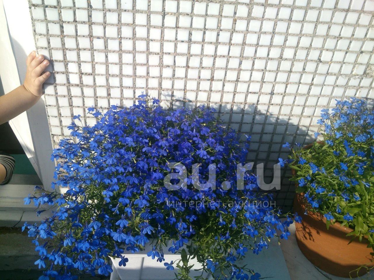 Лобелия маркиза ампельная