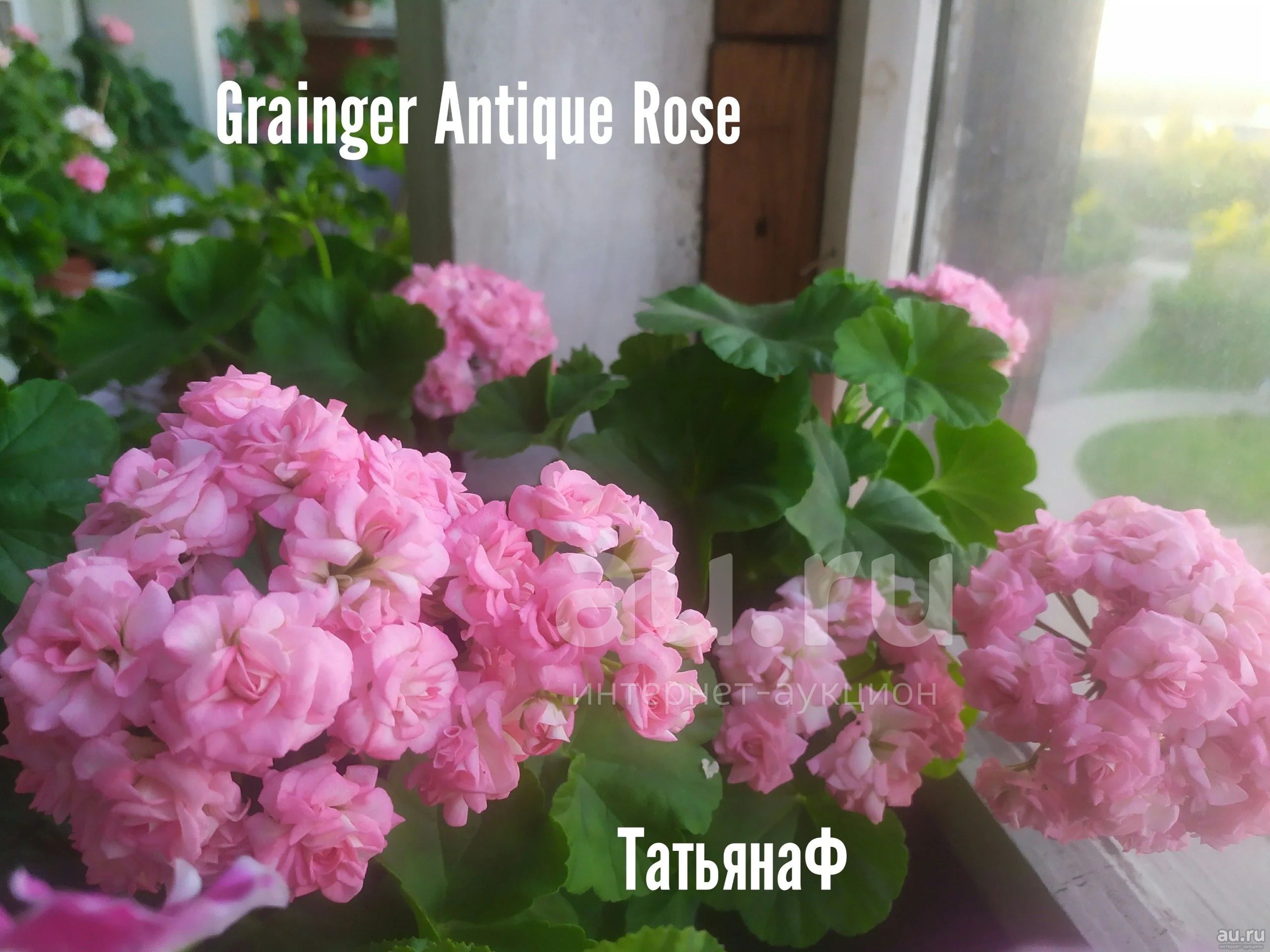 Пеларгония розебудная Grainger Antique rose — купить в Красноярске ...