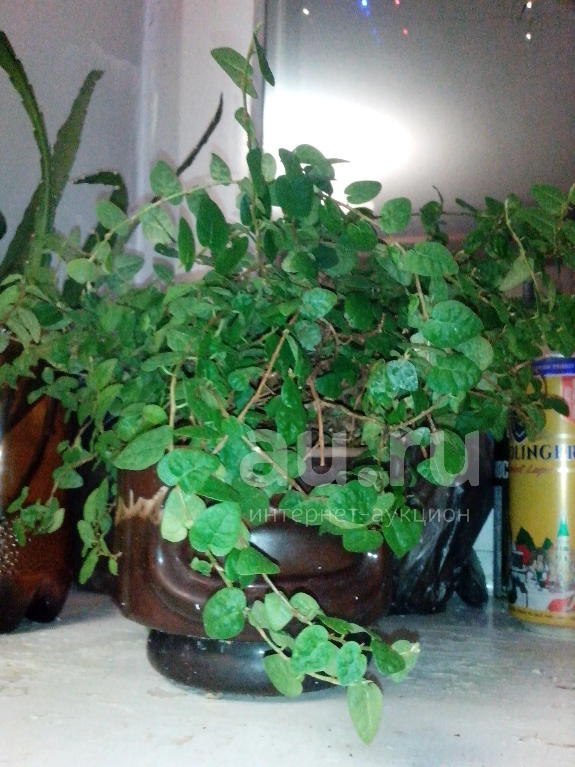 Фикус карликовый -Ficus pumila Отличная делянка .редкий вид — купить в ...