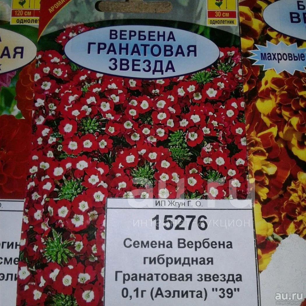 Вербена гибридная Гранатовая звезда
