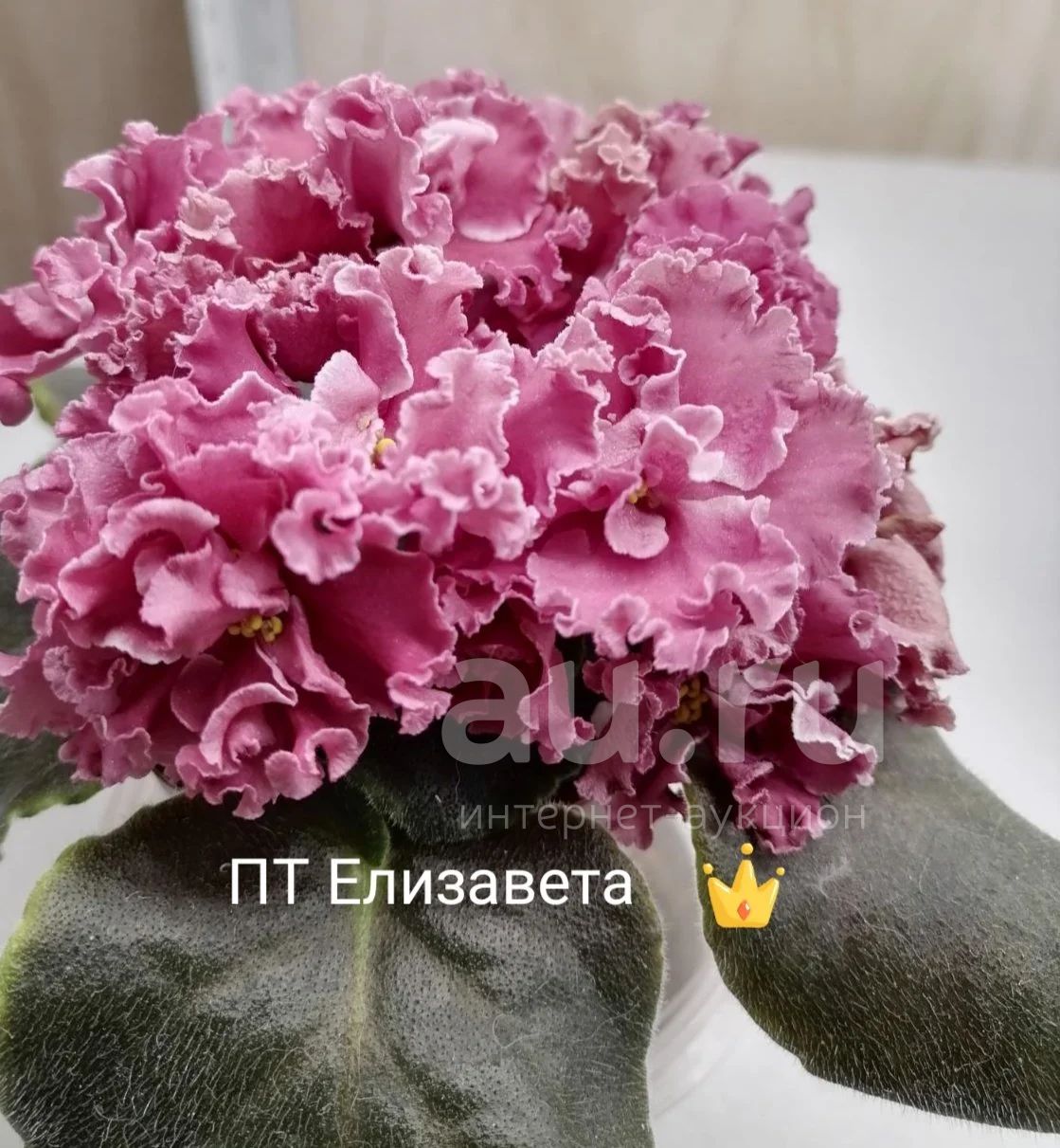 Фиалка елизавета фото и описание сорта Фиалка сортовая ПТ Елизавета деткп - купить в Красноярске. Горшечные растения и 