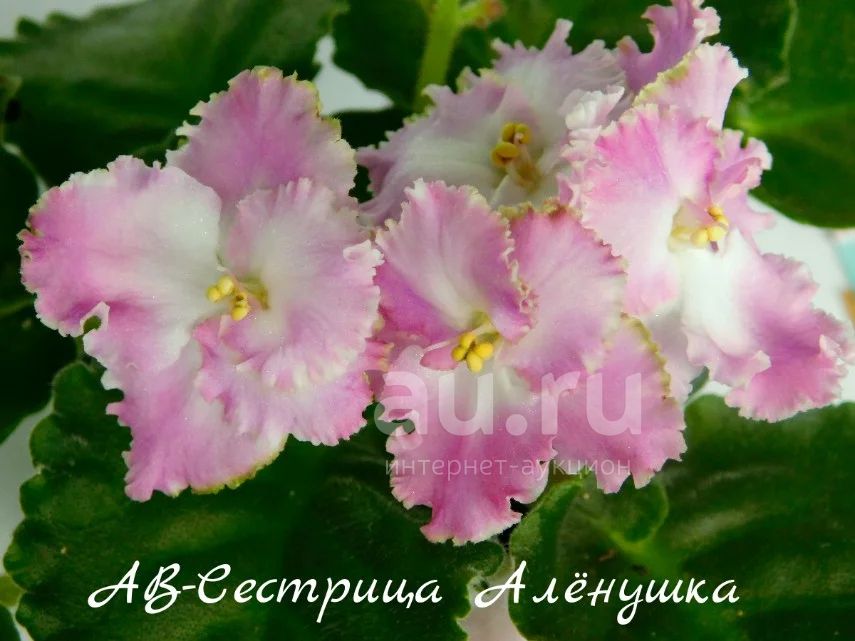 Аленка фиалка фото