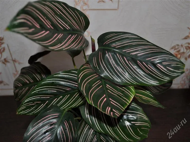 Калатея Ornata sanderiana
