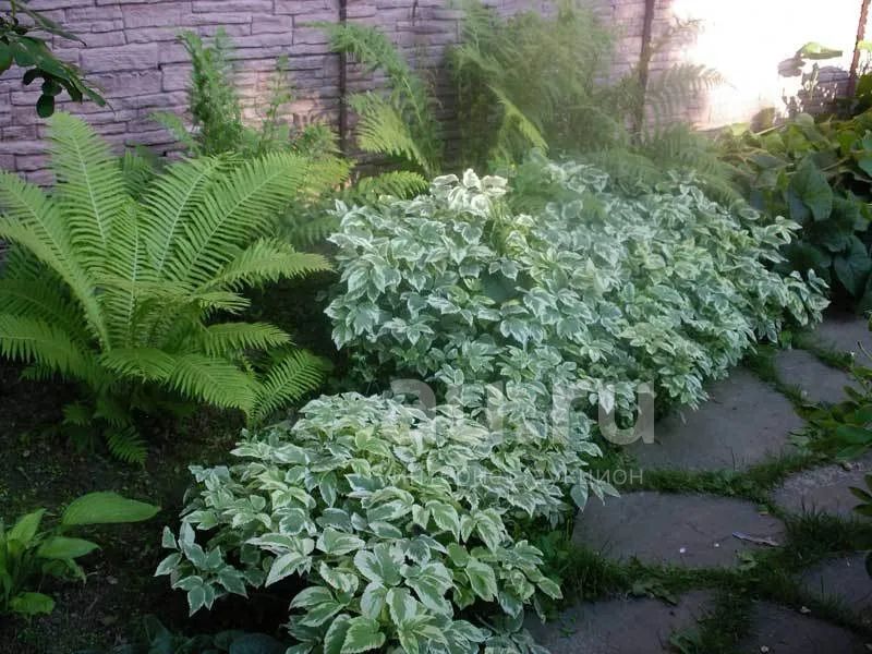 Зеленые Растения Для Клумбы И Названия