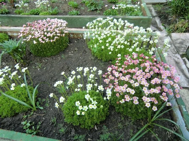 Камнеломка на клумбе фото Камнеломка где сажать: найдено 89 картинок