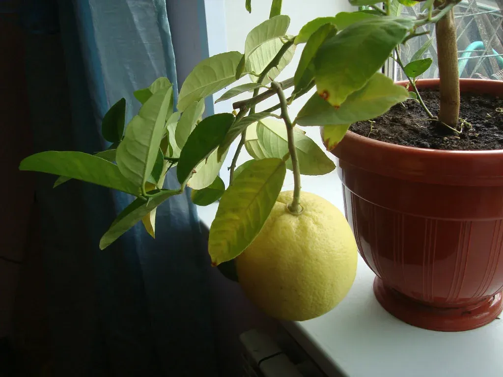 Лимон Россо. Семена лимона комнатного. Самый большой лимон в мире. Опора под лимона комнатного.