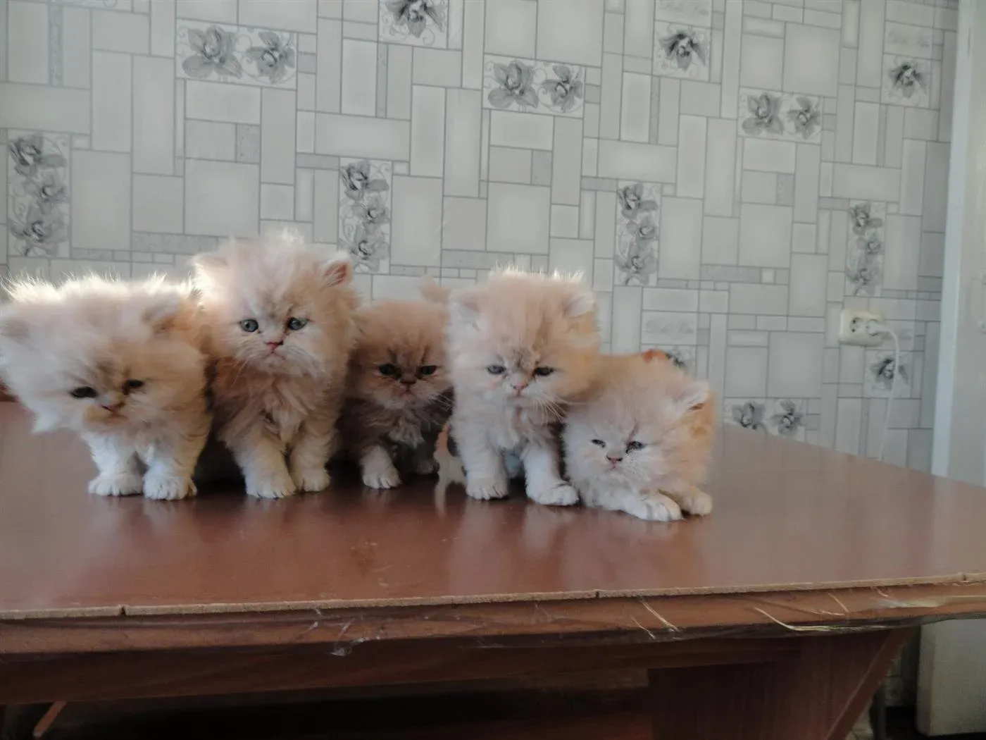 Барнаул котята в добрые. Котята персы. Персидские котята маленькие. Недорогие котята. Персидская кошка котята.
