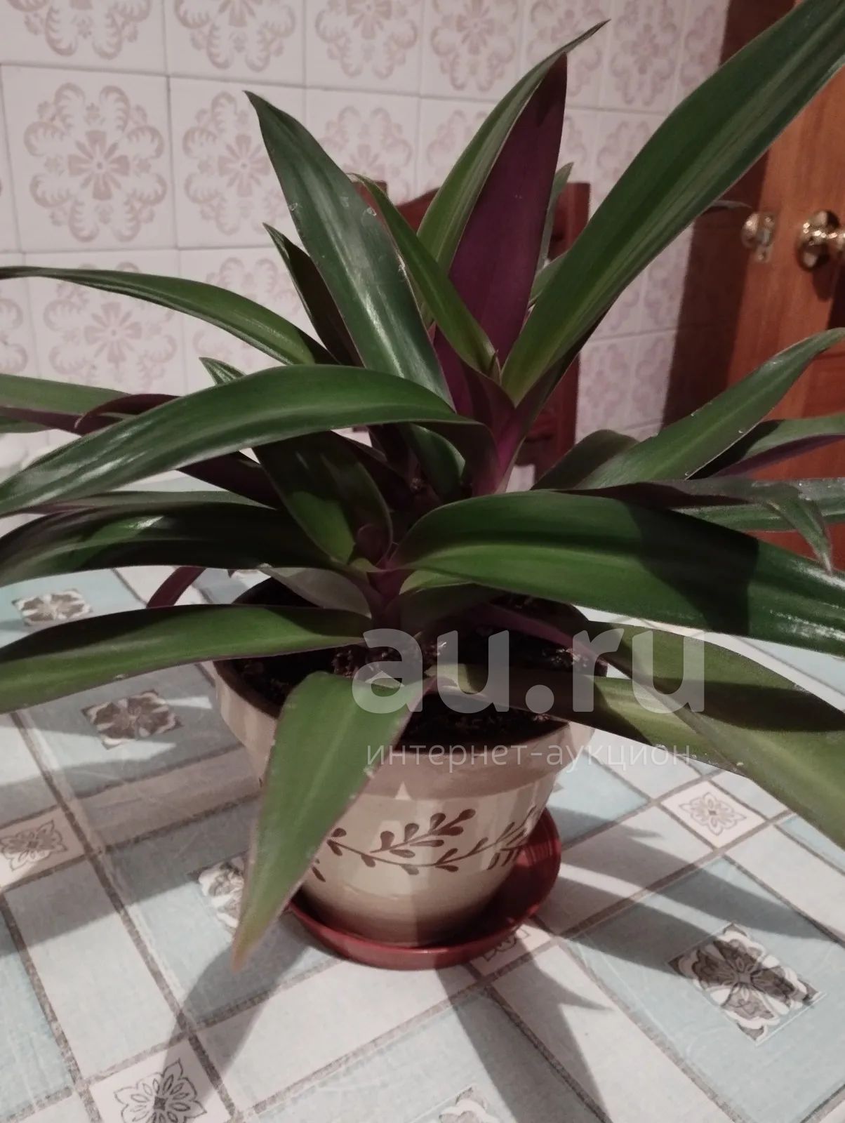 Цветок Пальма Рео
