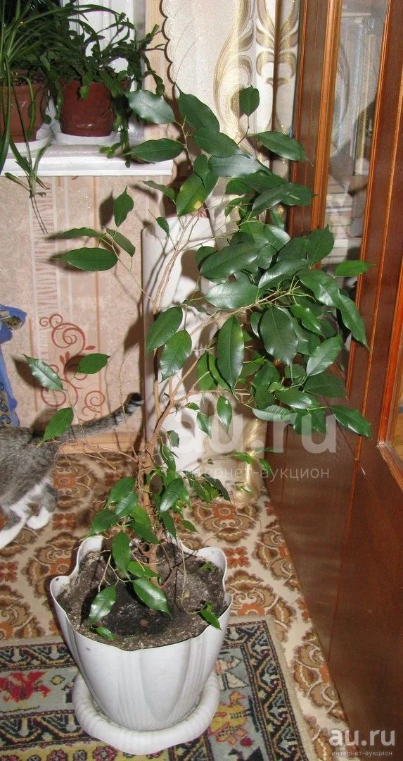 фикус большой — купить в Красноярске. Горшечные растения и комнатные ...