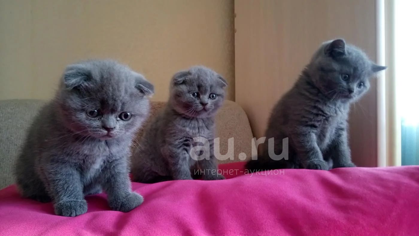 Как выглядят вислоухие котята в 1 месяц