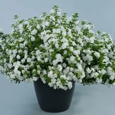 Бакопа вегетативная махровая Shopia Double Snowball — купить в ...