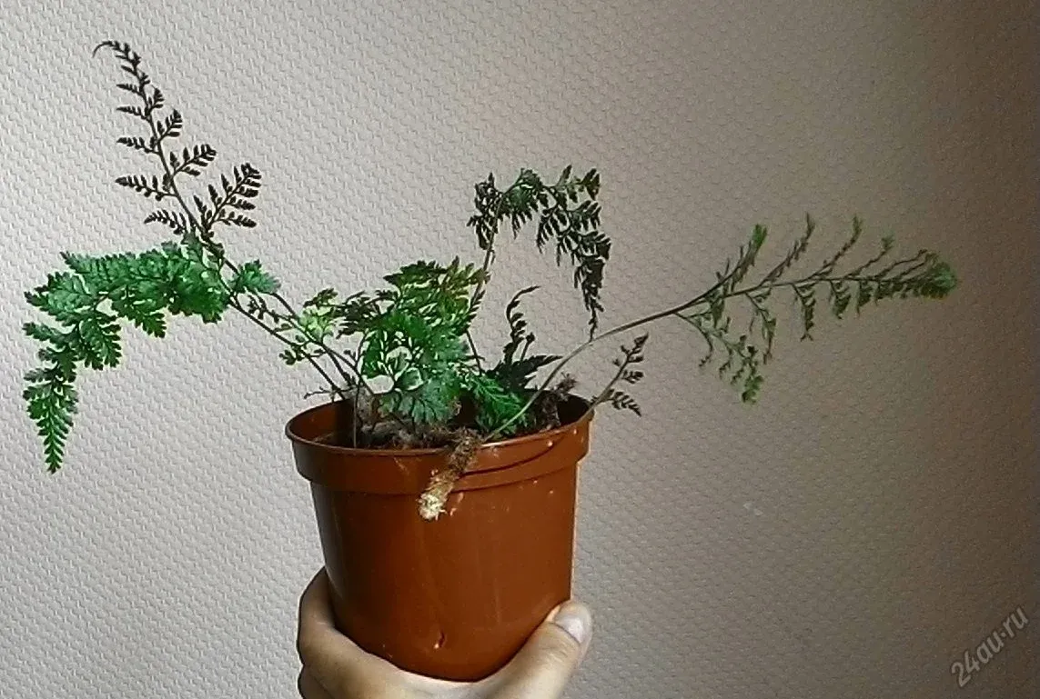 Растение паучьи лапки