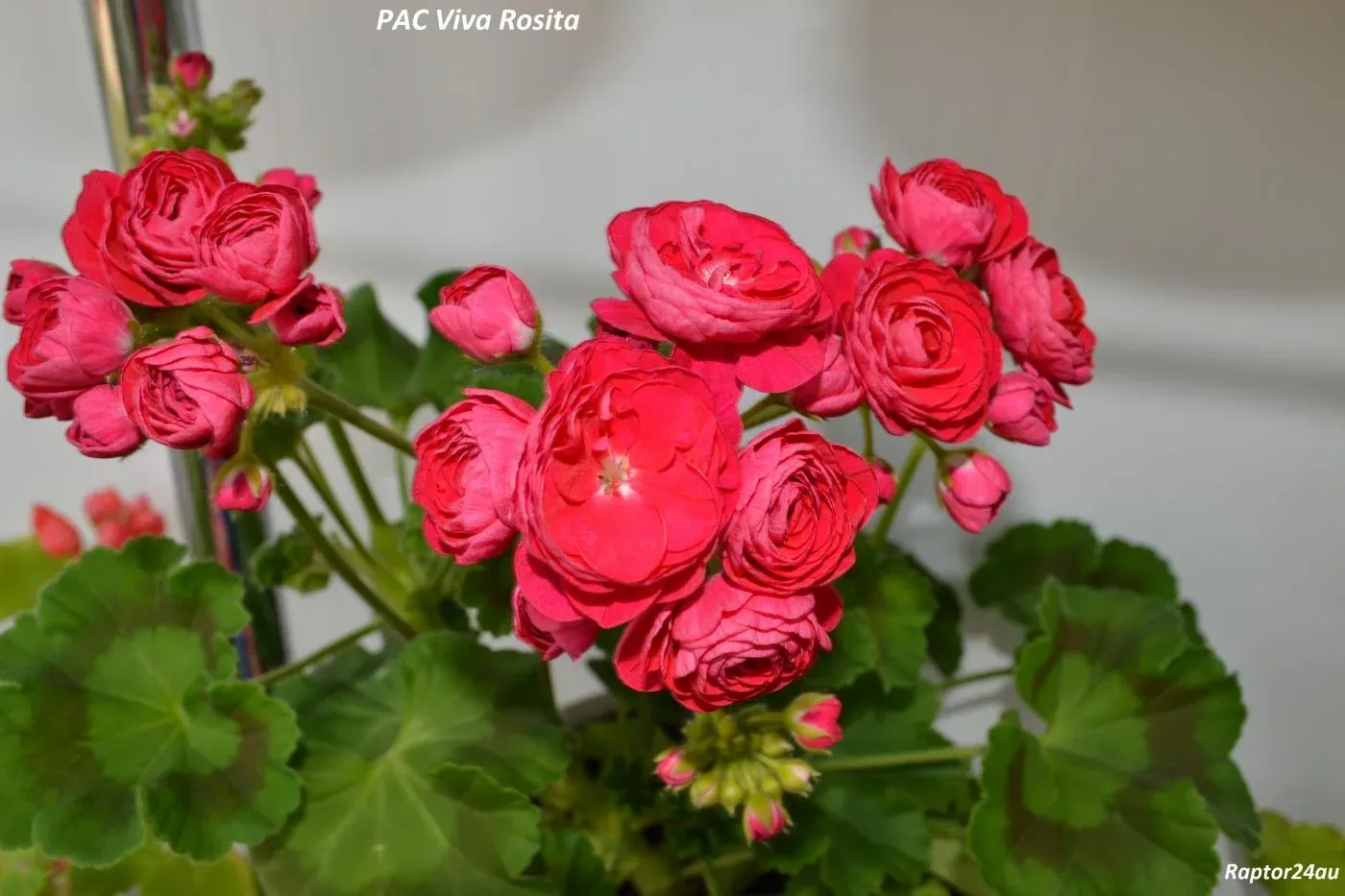 Пеларгония зональная Pac Viva Rosita