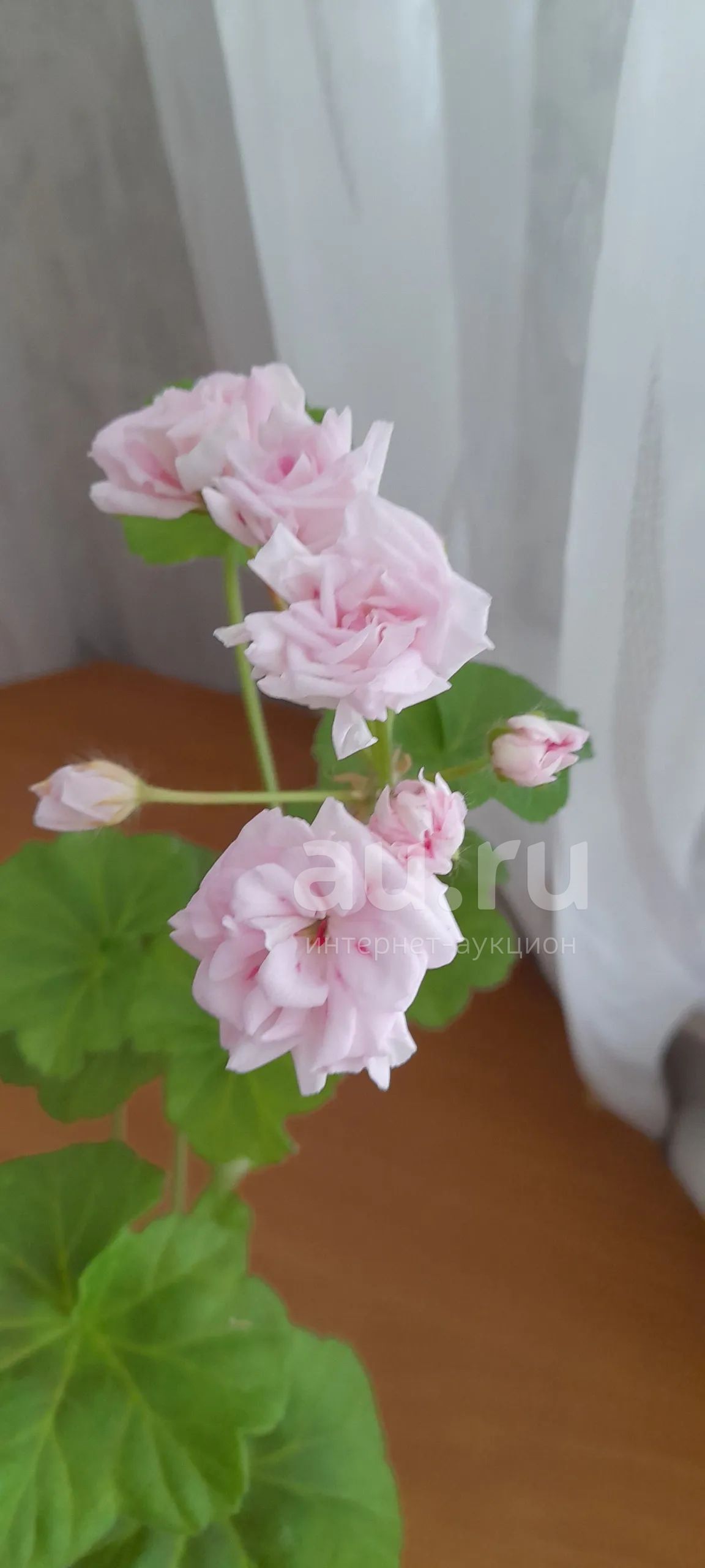 Пеларгония розовидная