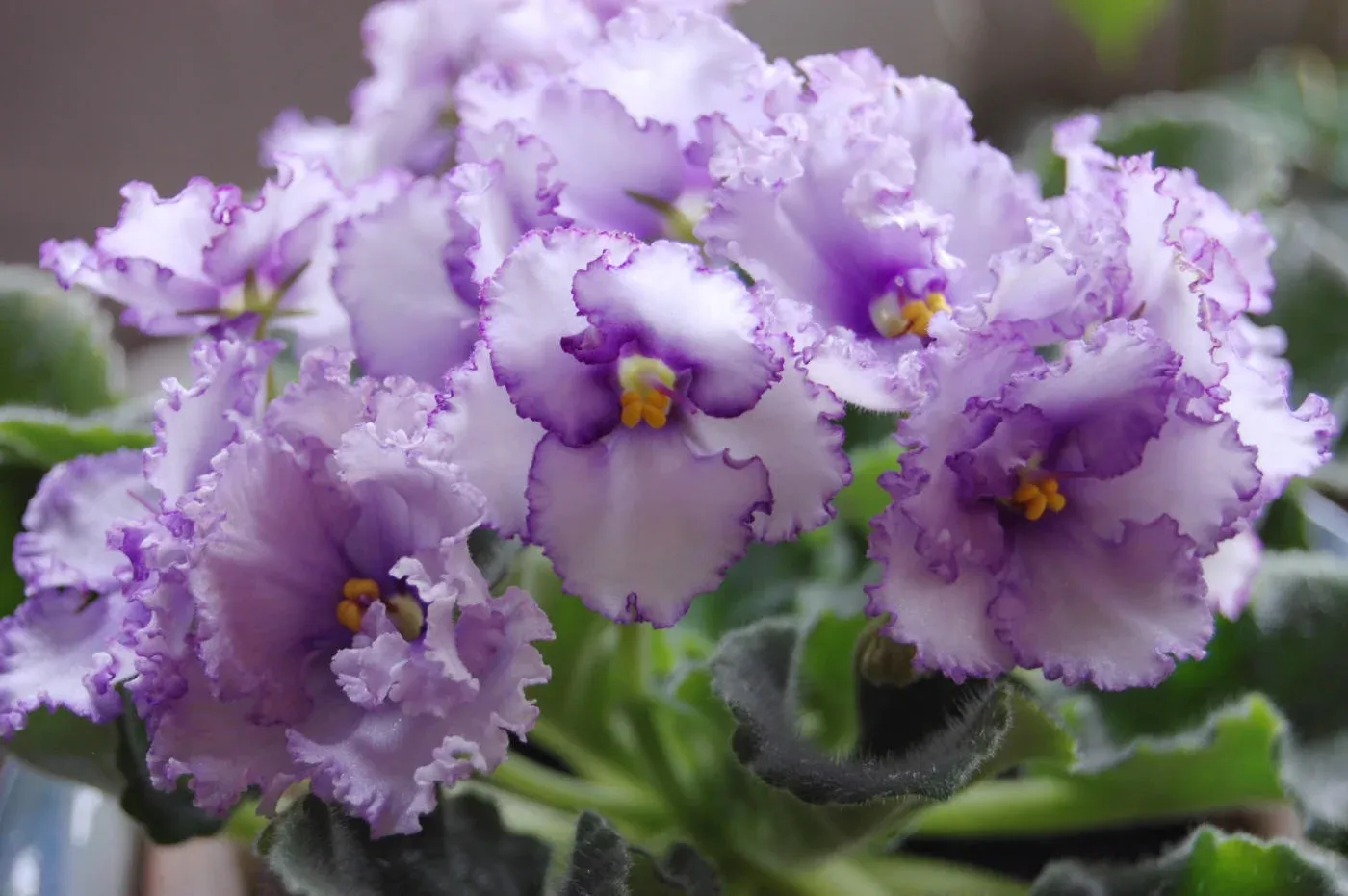 Фото фиалки лф алиса Фиалки Сортовые 76 Выкуп. - OgrOmnO.com - Совместные Закупки
