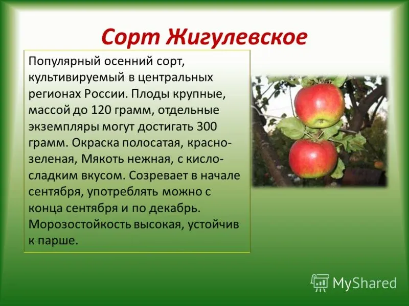 Яблоня Жигулевское
