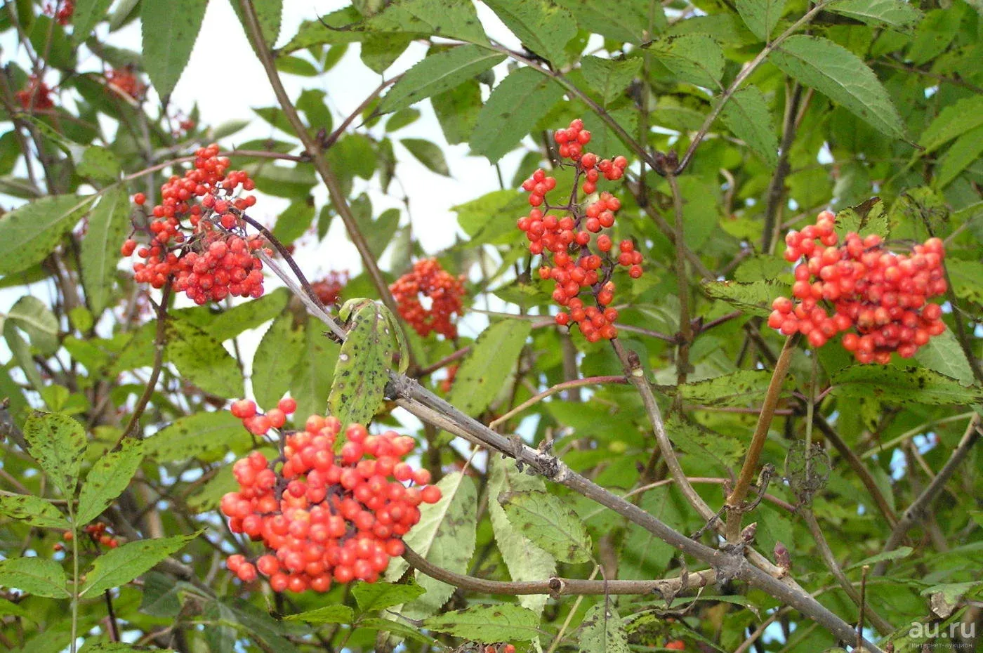 Бузина красная фото кустарника. Бузина красная Sambucus. Бузина красная дерево. Бузина красная обыкновенная. Бузина Волчья ягода.