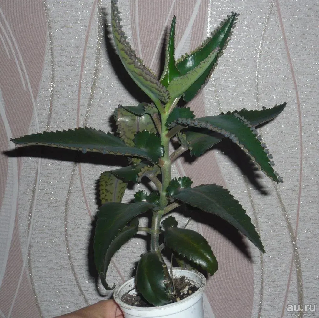 Сок каланхоэ