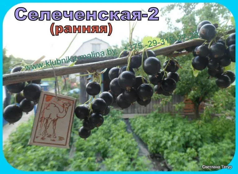 Сорт черной смородины Селеченская 2