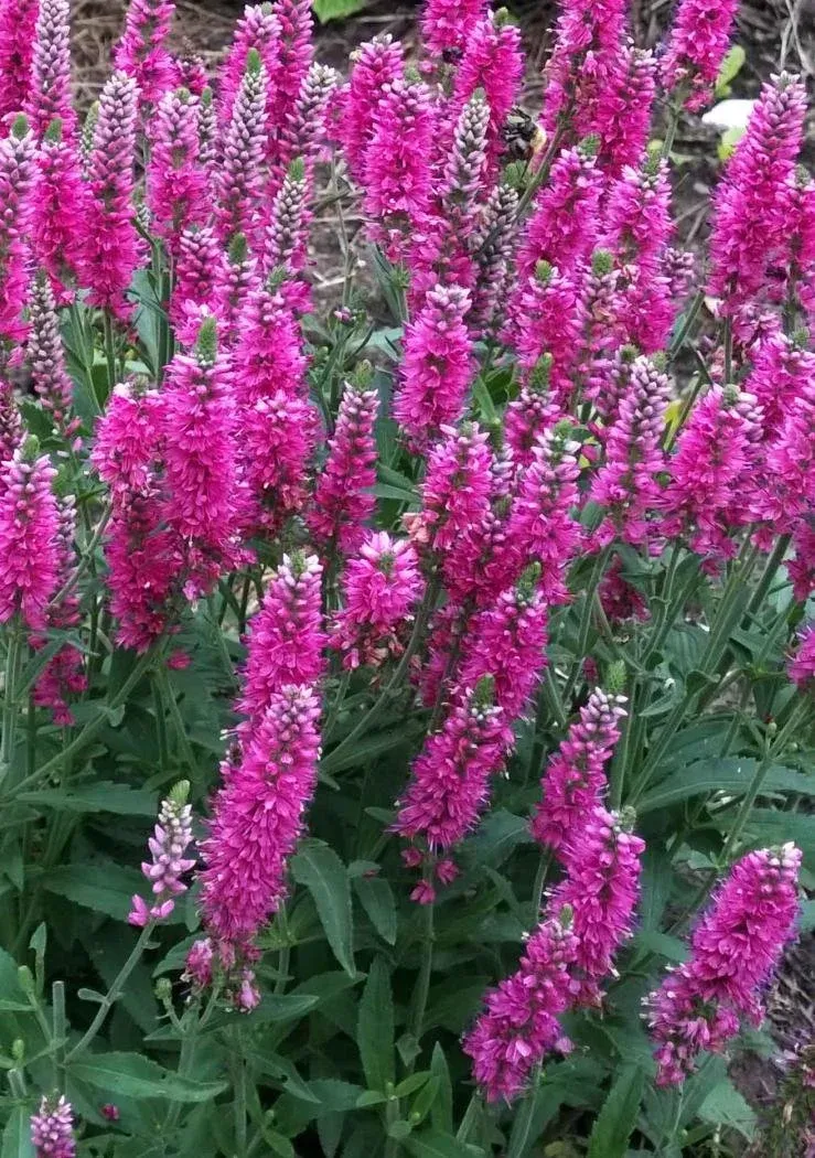 Фест лав. Veronica spicata ‘Heidekind’.