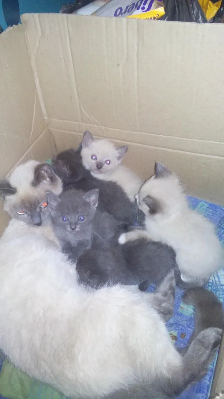 Сиамские котята новорожденные
