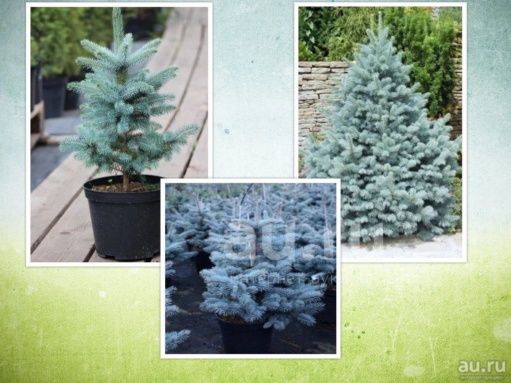 Голубая ель (Picea pungens) — купить в Красноярске. Декоративные кустарники  и деревья на интернет-аукционе Au.ru