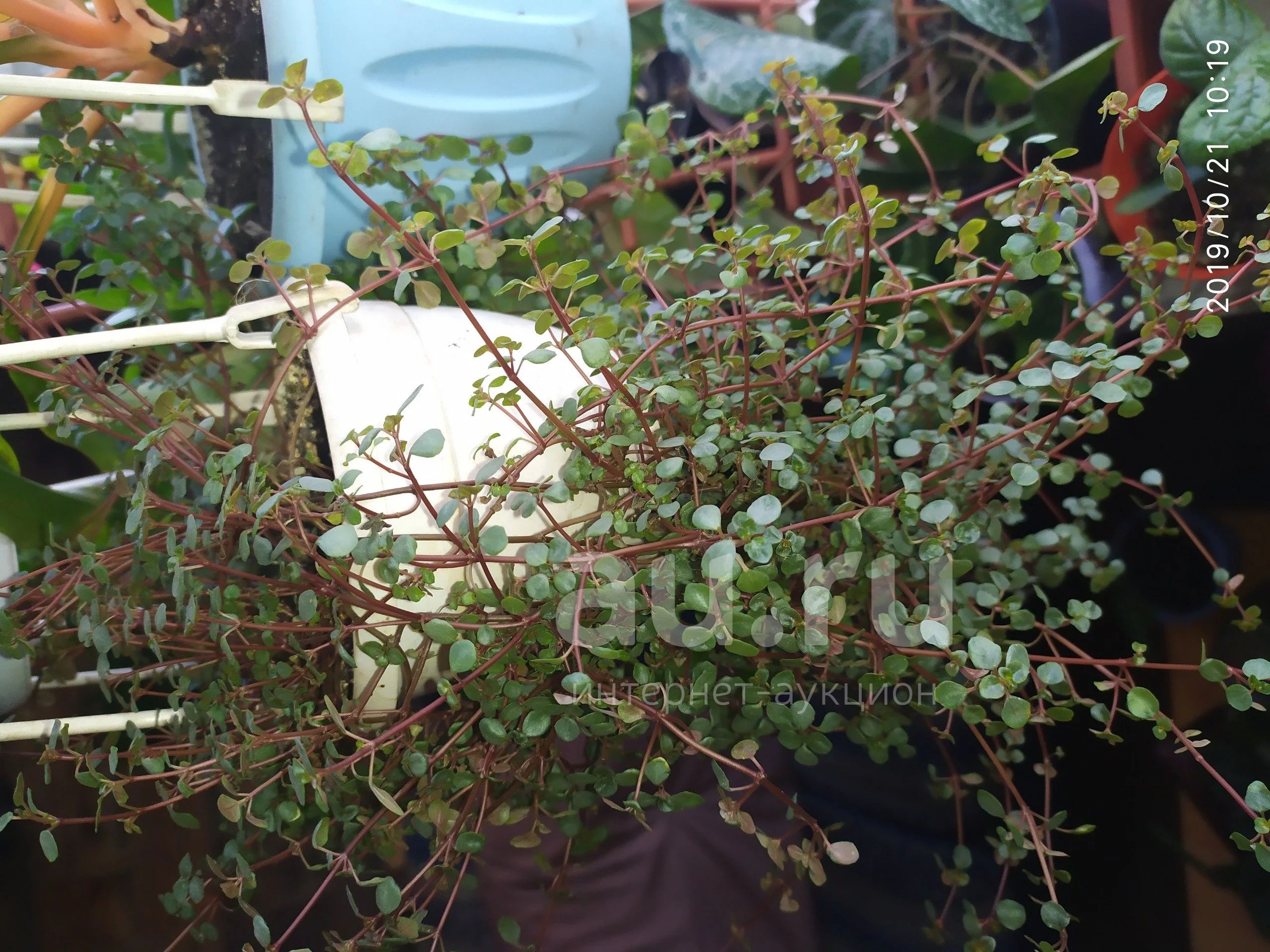 Pilea microphylla ‘Tricolor’