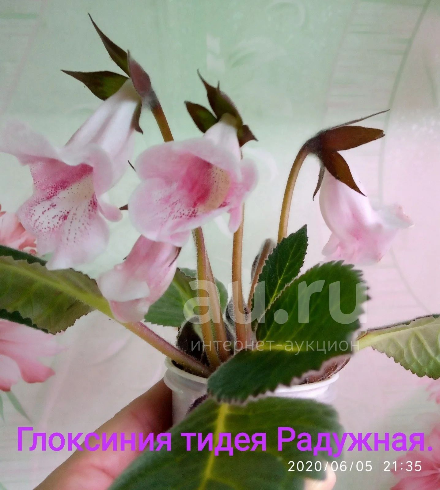Глоксиния Тидея синяя