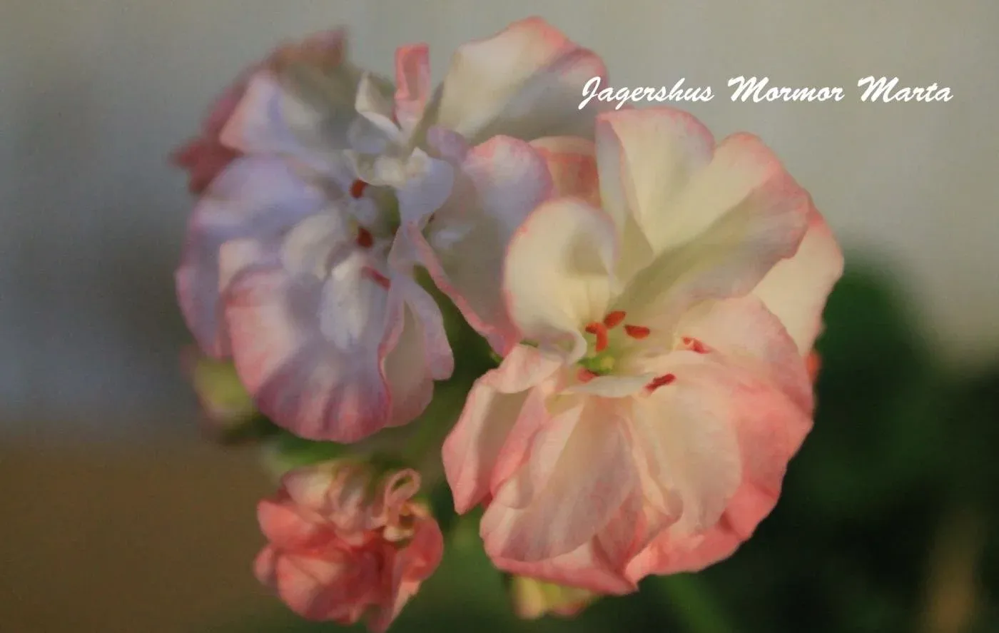 Пеларгония Jägershus mormor Marta