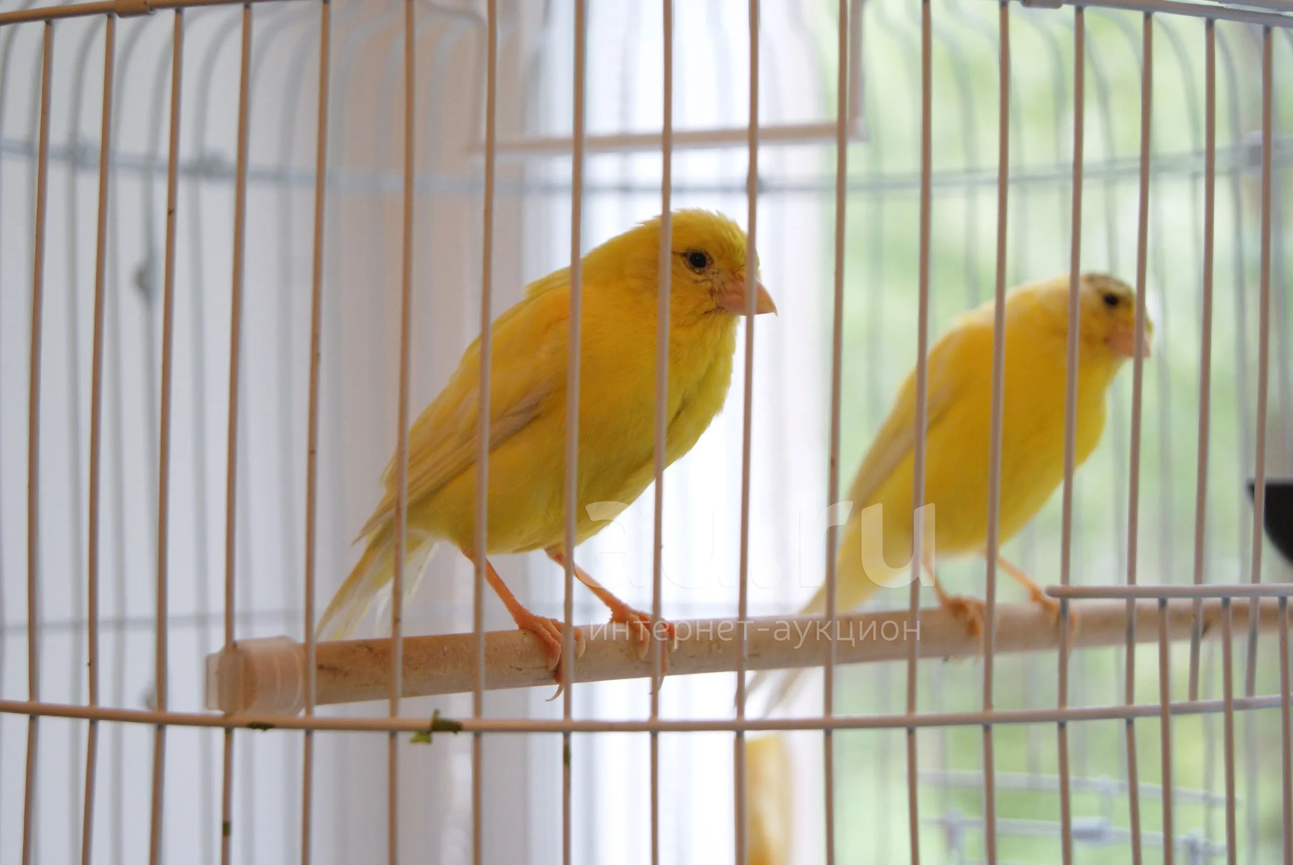 Розовая канарейка. Canary - канарейка. Канарейка желтая. Канарейка самка. Canary - канарейка.