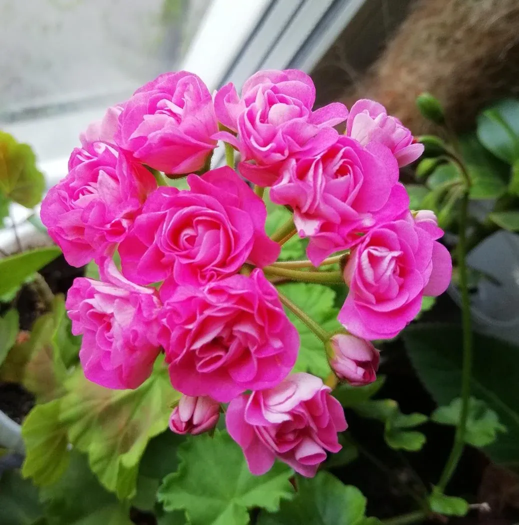 Пеларгония Swanland Pink