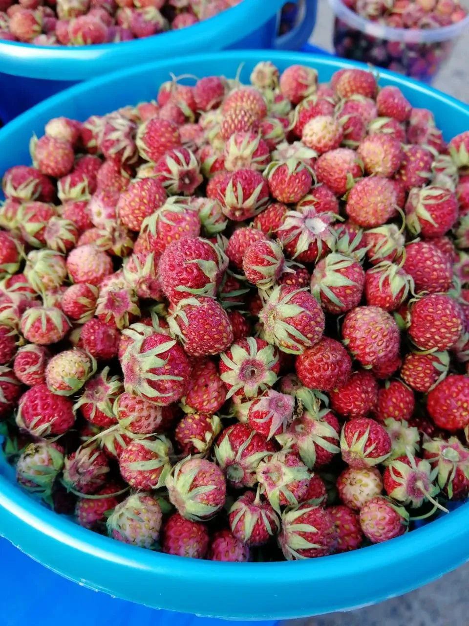 Полевая клубника