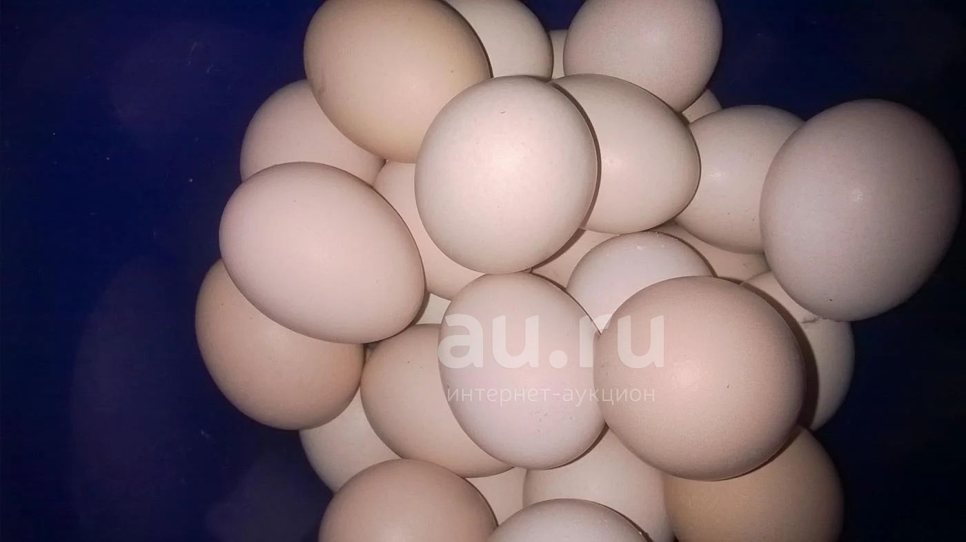 Яйца беларусь купить. Инкубационное яйцо f22 203494. Инкубационное яйцо венгриякробка. Яйцо инкубационное cz710 05306. Трагопаны инкубационное яйцо.