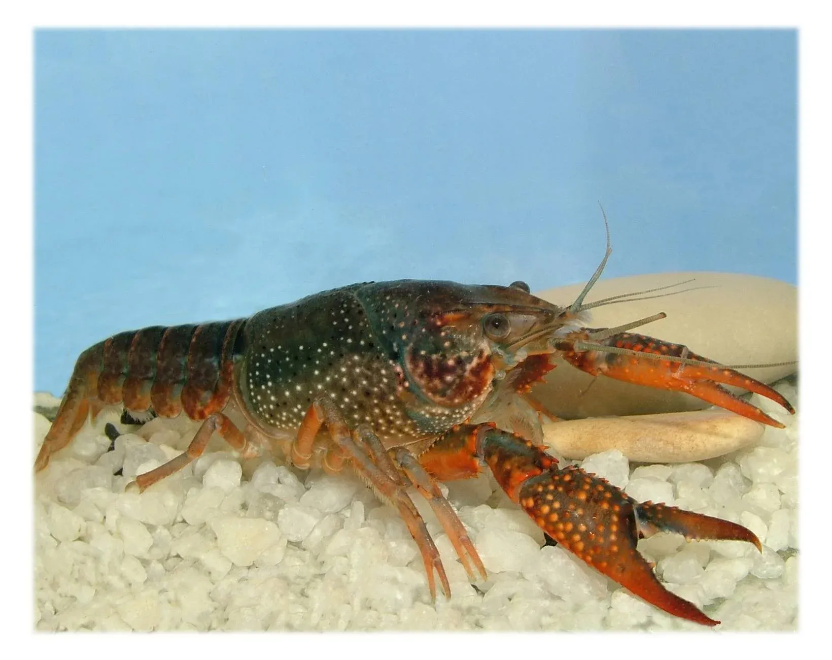 Есть икру рака. Procambarus clarkii. Красный Флоридский краб. Рыба с клешнями. Сом с клешнями.