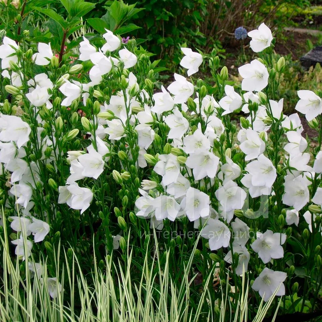 Белые колокольчики фото. Колокольчик персиколистный. Grandiflora Alba. Колокольчик персиколистный Alba. Колокольчик персиколистный (Campanula persicifolia `Takion White`).