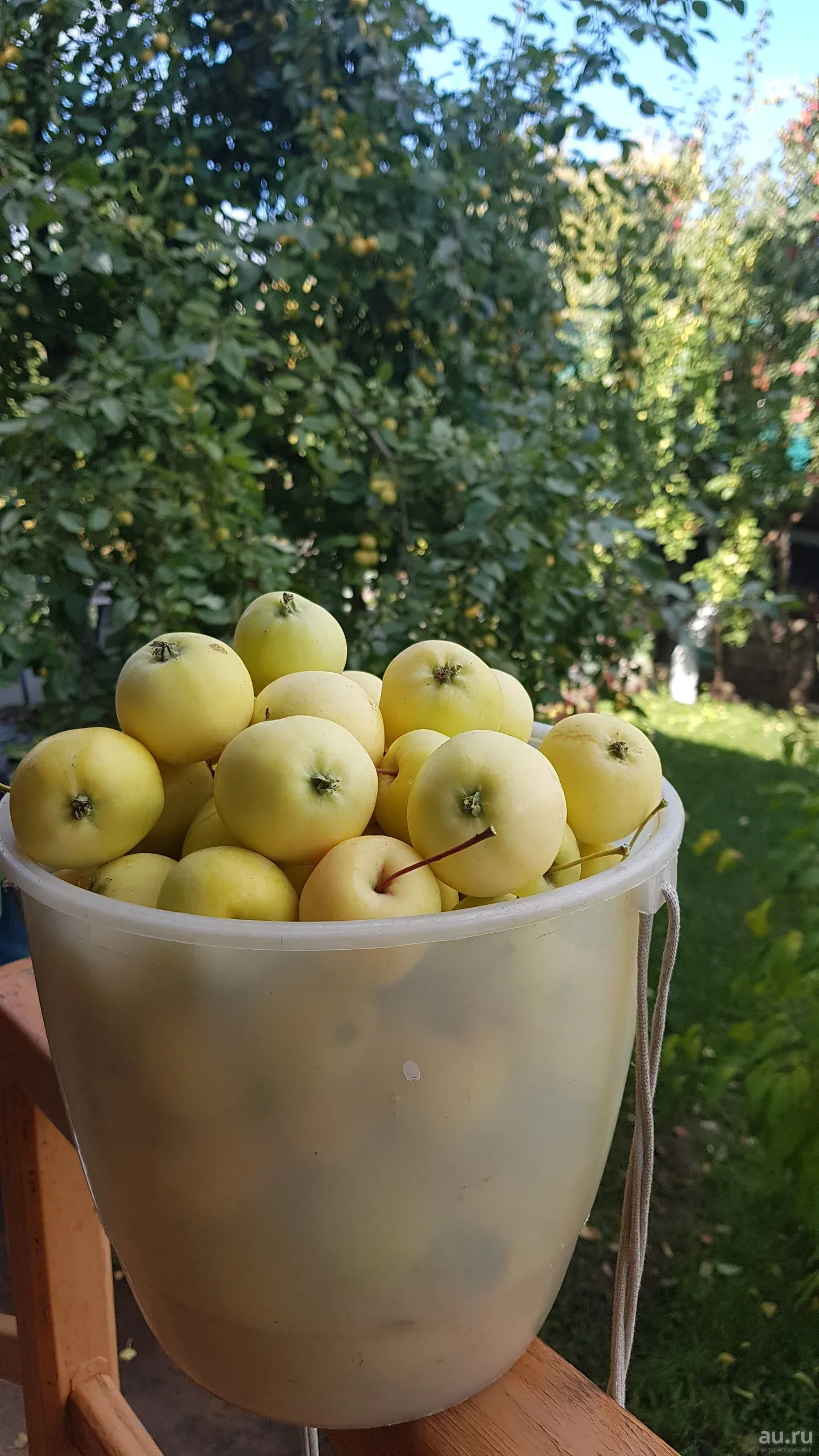 Уральские Ранетки яблоки