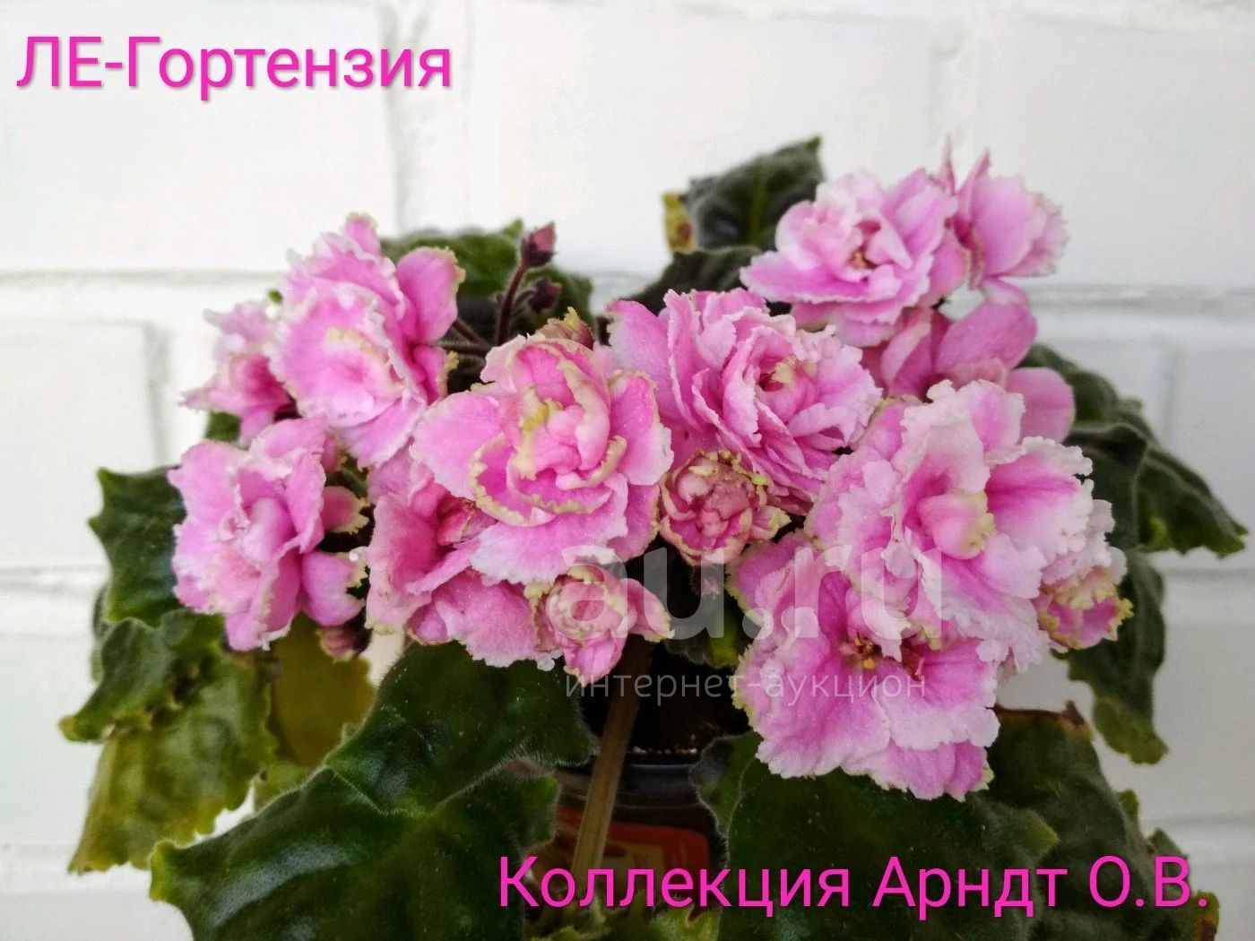 Фиалка гортензия